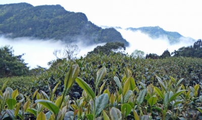 台灣農林股份有限公司-undefined