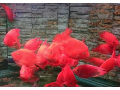 上洋水族設計-undefined