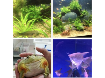 上洋水族設計-undefined