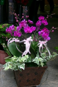 芝蘭鮮花禮品店-undefined