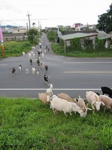 大蘭陽牧羊場-undefined