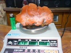 九寶竹木行-undefined