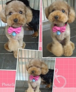 寵物不關籠開放式住宿別墅，寵物閣造型館-undefined