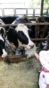 犇群休閒牧場-undefined