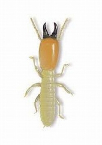 祥富除蟲企業社-undefined