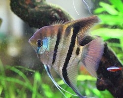 利洋水族寵物店-undefined