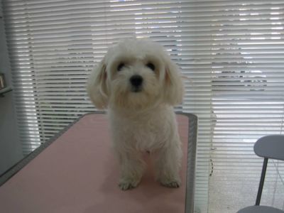 崇德動物醫院-undefined