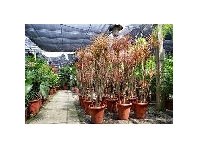 永欣園藝(台中)-undefined