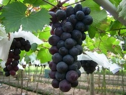 大村巨峰葡萄-陳家果園-undefined