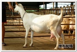 神來牧場-undefined