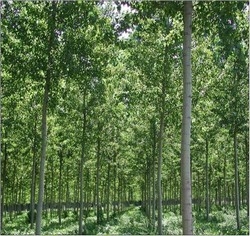 福爾摩莎農林有限公司-undefined