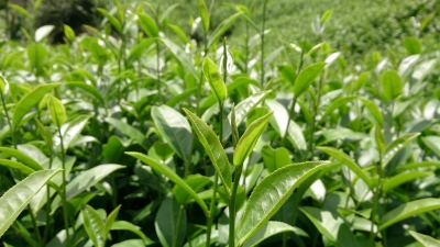 有嘉木茶研所-undefined