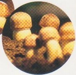 新茂興科技有限公司-undefined