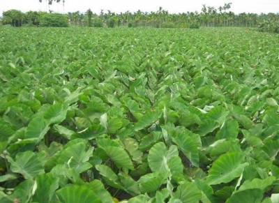 昌旺企業行-undefined