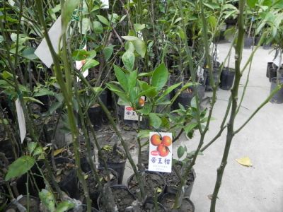 永吉種苗園-undefined