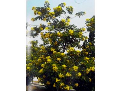 永吉種苗園-undefined