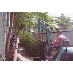 樹木遷移/樹木鋸除