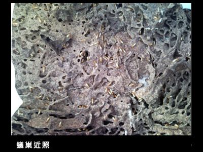 環聯滅蟲有限公司-蟲害防治