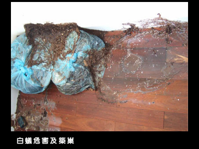 白蟻危害及築巢