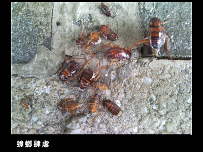 蟑螂肆虐