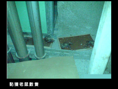 黏獲老鼠數隻