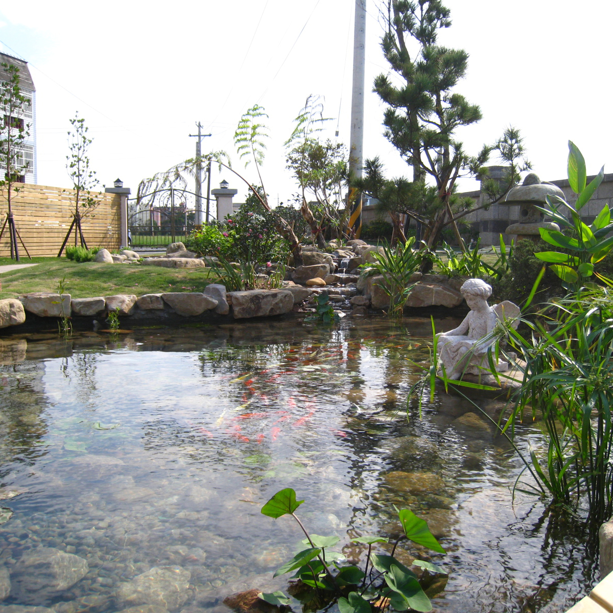 水草類植物培植