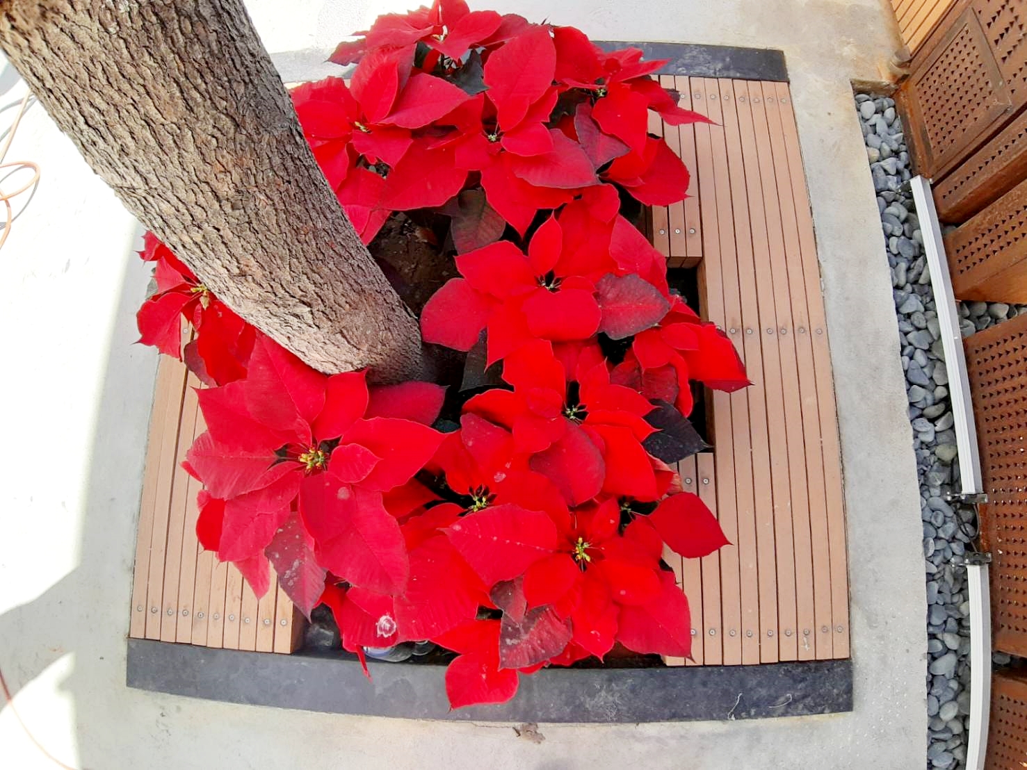 用塑木施工的大門、樹穴及露台整體美觀又耐用