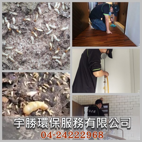 白蟻防治