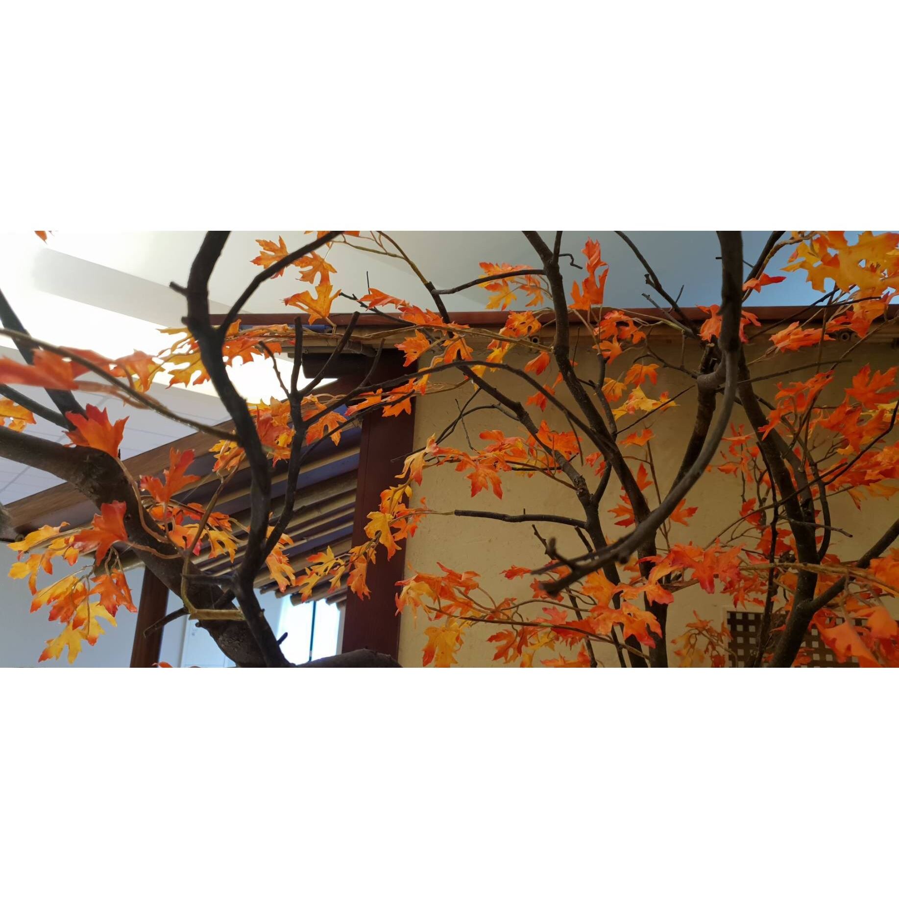 台中市科技大學日本教室裝潢ㄧ案評比優勝