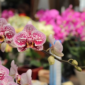 蕙豐洋蘭-undefined