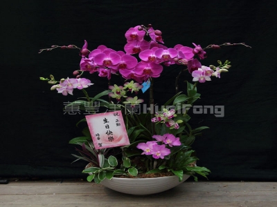 蕙豐洋蘭-undefined