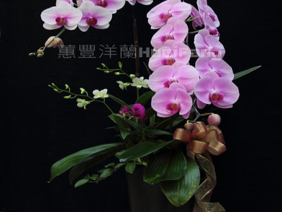 蕙豐洋蘭-undefined