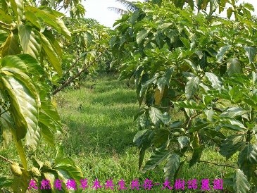 大樹諾麗園-undefined