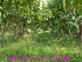 大樹諾麗園-undefined