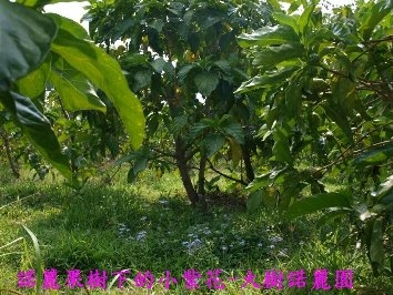 大樹諾麗園-undefined