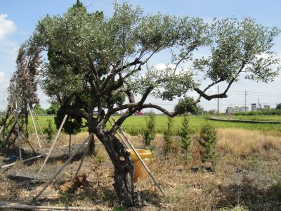 彩旺企業社-undefined