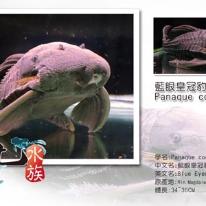 河北水族-undefined