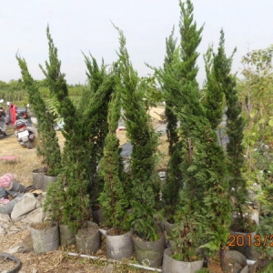 樹海園藝社-undefined