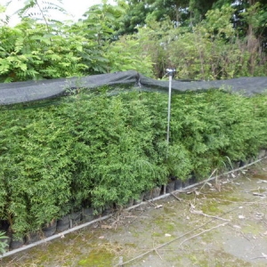 樹海園藝社-undefined