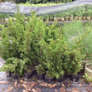 樹海園藝社-undefined