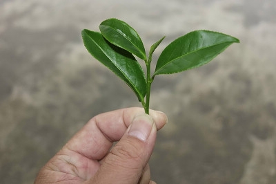 尚蓁食品行-undefined