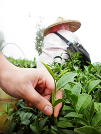 坤正製茶所-undefined