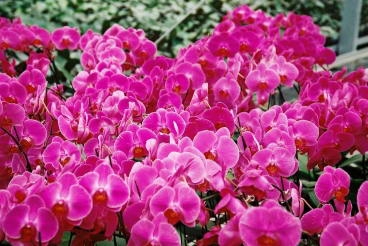 大灣園藝蘭園-undefined