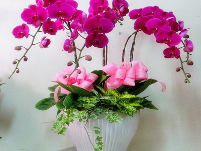 朵麗絲花苑-undefined