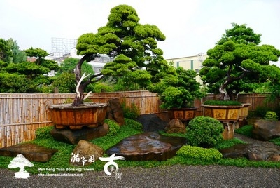 滿峯園庭木有限公司(滿峯園古美樹)-undefined