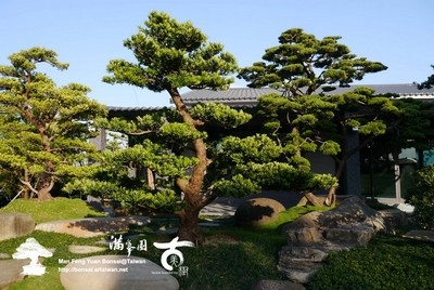 滿峯園庭木有限公司(滿峯園古美樹)-undefined