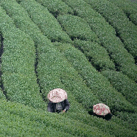 阿里山瑞峰茶葉生產合作社～臺北聯絡處-undefined