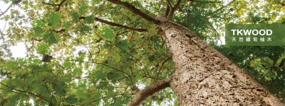 台光柚木有限公司-undefined