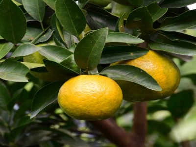 東山農園-undefined