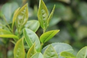 昇龍生技-undefined